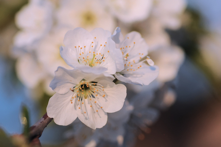 White cherry blossom at springtime. Spring close upの写真素材
