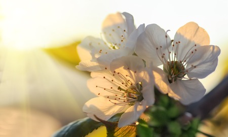 Rays of light through white cherry blossom petalsの写真素材