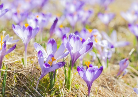 Purple crocus flowers blooming on spring meadow. Easter photo with copyspaceの写真素材