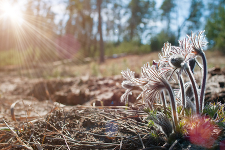 Beautiful furry buds of pasque flower in sunlightの写真素材