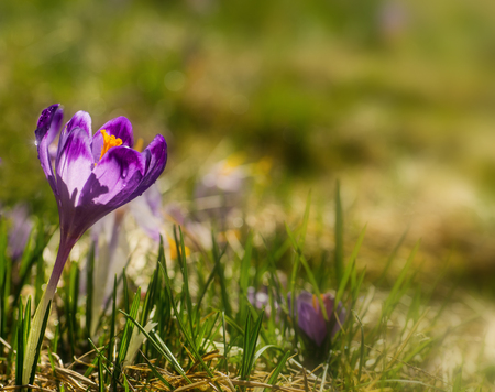 Delicate purple crocus flower with drop of dew blooming on spring meadow