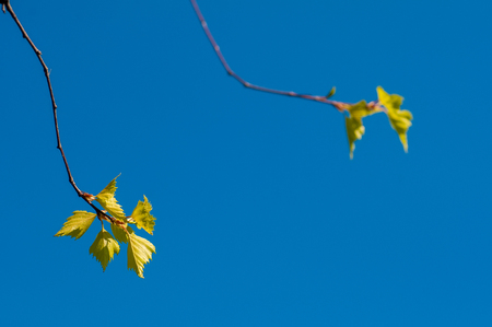 Birch twigs with young foliage on blue background. Spring background.の写真素材