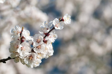 Branch with beautiful white apricot blossom on white nature background. Spring picture with copyspaceの写真素材