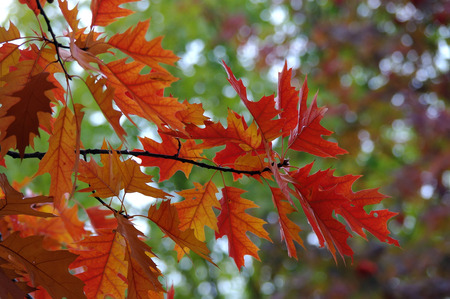 Autumn red oak leaves with the colorful background