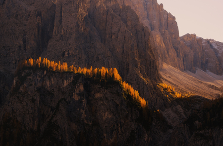 Line of yellow larches on steep slope of Dolomite mountains backlighted by rising sun, Dolomites, Italyの写真素材