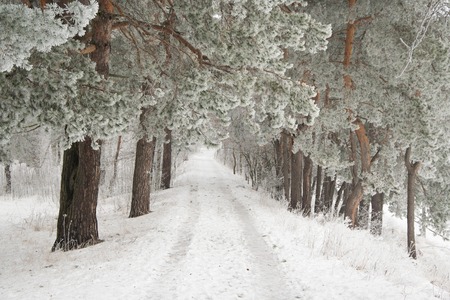 The road in winter forest with pine trees in the frostの写真素材