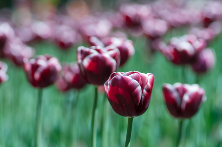 Deep Red and white colorful tulips. Beautiful spring background. Keukenhof, Netherlandsの写真素材