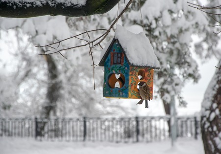 Sparrow sits on feeder covered snow in winter forest.の写真素材