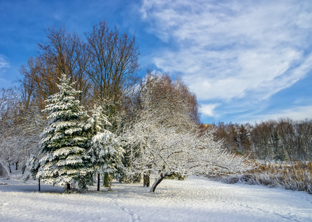 Winter scenery with trees covered by fresh snow against blue sky. Winter holidays backgroundの写真素材