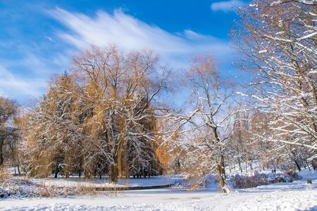 Scenic view of the winter park with trees covered by snow at sunny day with picturesque sky backgroundの写真素材