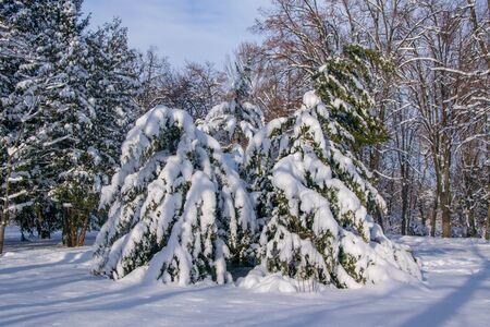 Group of fir trees covered by fresh snow in winter park at sunny dayの写真素材