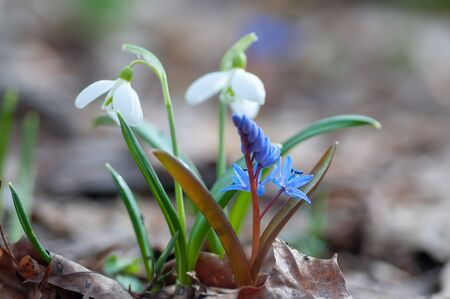 Beautifull snowdrops and squill flowers in spring forest. Tender spring flowers snowdrops harbingers of warming symbolize the arrival of spring. Scenic view of the spring forest with blooming flowersの写真素材