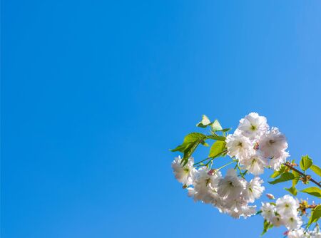 Beautiful cherry white blossom in spring time against blue sky. Sakura branch at Easter sunny day. Copy space for your textの写真素材
