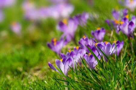 Purple crocus flowers blooming on spring meadow. Tender spring flowers crocus harbingers of warming symbolize the arrival of spring. Easter photo with copyspace for your text.の写真素材
