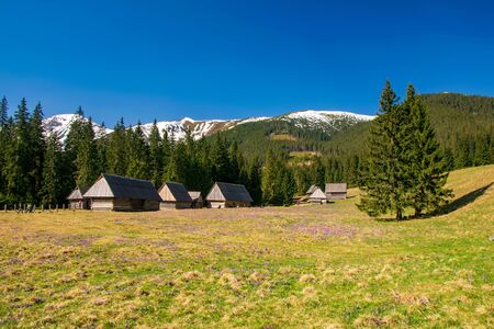 Beautiful Chocholowska Clearing with blooming crocuses meadow on foreground and historic shepherd's huts and snowcapped mountains in the background, Tatra Mountains, Polandの写真素材
