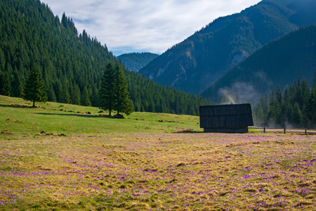 Beautiful Chocholowska Clearing with historic shepherd's hut, Tatra Mountains, Poland at springtimeの写真素材