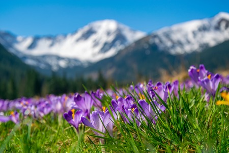 Beautiful meadow with blooming purple crocuses on snowcaped mountains background. Chocholowska valley, Tatra Mountains, Carpathians, Polandの写真素材