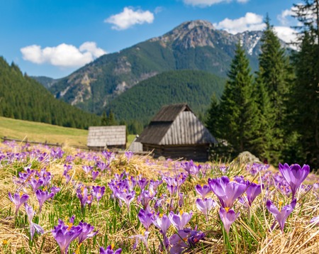 Beautiful meadow with blooming purple crocuses. Wooden hut and mountains on background. Chocholowska valley is popular travel destination in Tatra Mountains, Poland at springtimeの写真素材