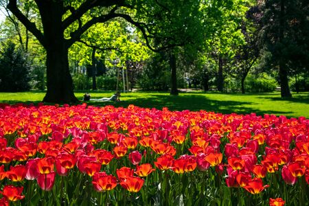 Blooming red tulips in Rathauspark near City Hall in Vienna, Austria. Beautiful spring background.