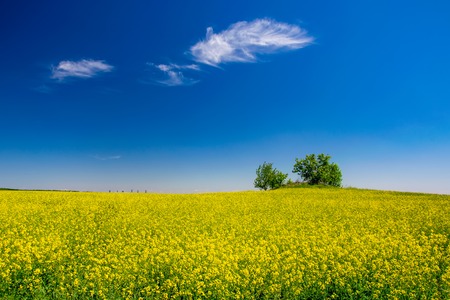 Picturesque canola field and lonely trees under blue sky with white fluffy clouds. Wonderful image for wallpaper, agricultural and ecological conceptの写真素材