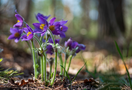 Beautiful pasque or anemone flower in sunny spring forest. It grows wild and its blooming is one of the first signs of springの写真素材