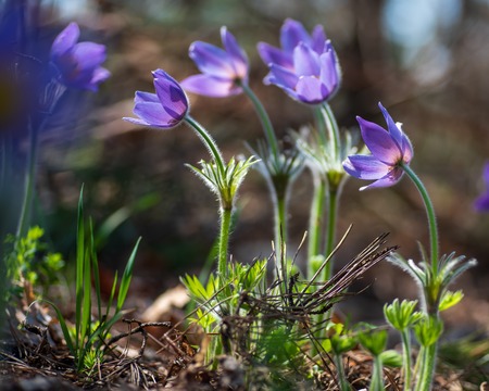 Beautiful pasque or anemone flower in sunny spring forest. It grows wild and its blooming is one of the first signs of spring. Eastern holiday conceptの写真素材