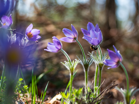 Bee is sitting on anemone flower in sunny spring forest. Pasque or anemone grow wild and its blooming is one of the first signs of springの写真素材