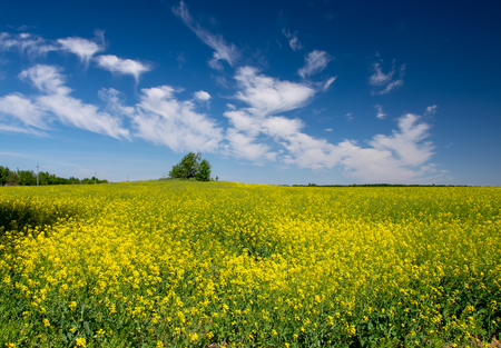Picturesque canola field and lonely tree under blue sky with white fluffy clouds. Wonderful image for wallpaper, agricultural and ecological conceptの写真素材