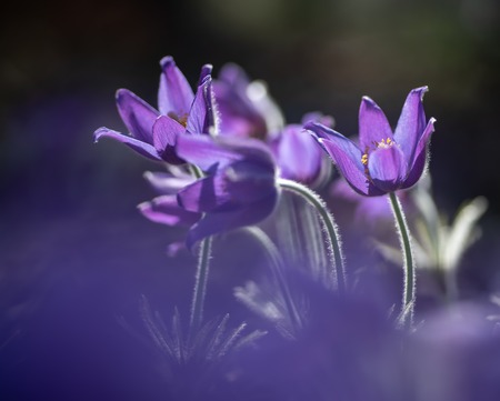 Beautiful pasque or anemone flower in sunny spring forest. It grows wild and its blooming is one of the first signs of spring. Eastern holiday conceptの写真素材