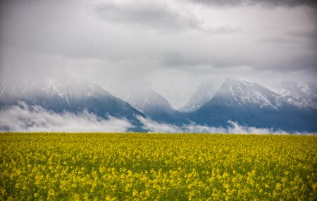 Beautiful spring natural landscape with field of yellow rapeseed crops and dramatic clouds covering mountains in the backgroundの写真素材