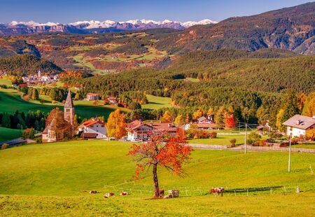 Beautiful autumn scenery of San Michele and Castelrotto villages with snowcapped mountains on background and red tree and cows on pasture on foreground. Dolomite Alps, South Tyrol, Italyの写真素材