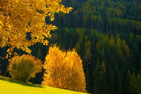 Scenic autumn landscape in the mountains with yellow tree at sunny day, Alpe di Siusi, Dolomite Alps, Italyの写真素材