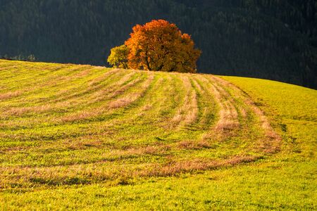 Amazing autumn rural landscape with lonely yellow tree on pasturage in Dolomite Alps, Italyの写真素材