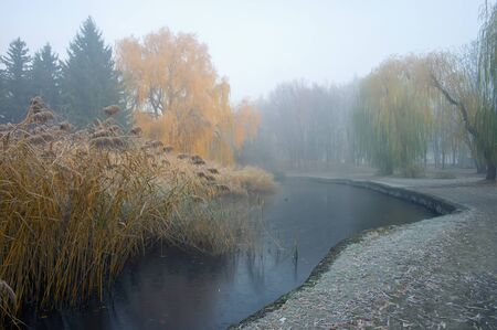 Cane on the pond in autumn park. Misty foggy autumn day.の写真素材