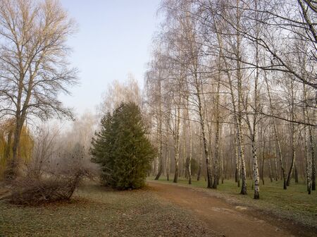 Alley with birch trees in autumn park. Misty foggy autumn day.の写真素材
