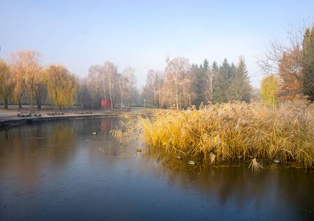 First frost in autumn park. Cane and trees reflected in the water.の写真素材