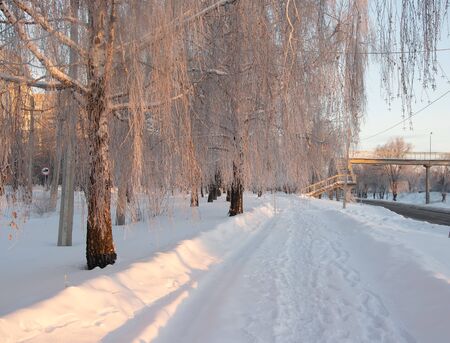 Snowy footpath along birch alley. Picturesque winter scenery with trees covered by frost illuminated by rising sunの写真素材