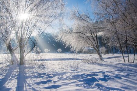 Amazing winter scenery with bare trees covered by frost on snowy meadow. Winter nature conceptの写真素材