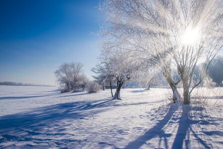 Amazing winter scenery with bare trees covered by frost on snowy meadow under blue sky. Winter nature conceptの写真素材