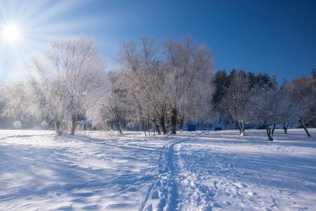 Amazing winter scenery with bare trees covered by frost on snowy meadow under blue sky. Winter nature conceptの写真素材