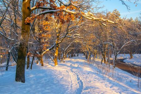 Snowy footpath along curve trees covered by fresh snow and illuminated by rising sunの写真素材