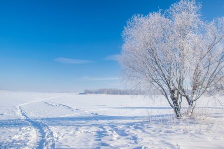 Stunning winter scenery with bare tree covered by frost on snowy meadow under blue sky. Winter landscape with copyspaceの写真素材