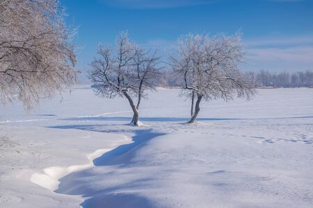 Amazing winter scenery with bare trees covered by frost on snowy meadow under blue sky. Winter nature conceptの写真素材