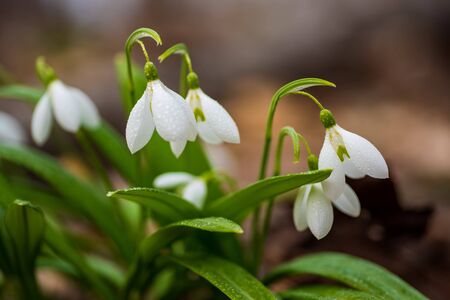 Beautifull snowdrops on dry yellow leaves bokeh background. Tender spring flowers snowdrops harbingers of warming symbolize the arrival of springの写真素材