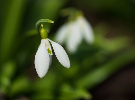 Beautiful snowdrops in spring forest. Tender spring flowers snowdrops harbingers of warming symbolize the arrival of spring. Scenic view of the spring forest with blooming flowersの写真素材