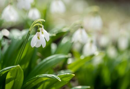 Beautifull snowdrops in spring forest. Tender spring flowers snowdrops harbingers of warming symbolize the arrival of spring. Scenic view of the spring forest with blooming flowersの写真素材