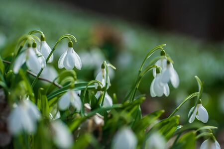Beautifull snowdrops in spring forest. Tender spring flowers snowdrops harbingers of warming symbolize the arrival of spring. Scenic view of the spring forest with blooming flowersの写真素材