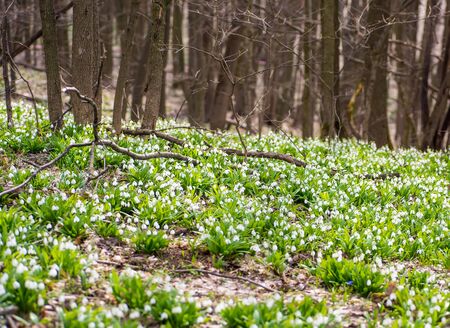 Carpet of snowdrops Galanthus plicatus in sunny spring forestの写真素材