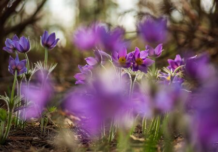 Beautiful pasque or anemone flower in sunny spring forest. It grows wild and its blooming is one of the first signs of spring. Eastern holiday conceptの写真素材