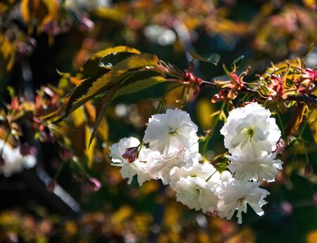 Beautiful nature scene with sakura white blossom on blurred dark background. Easter Sunny day. Spring flowers. Springtimeの写真素材